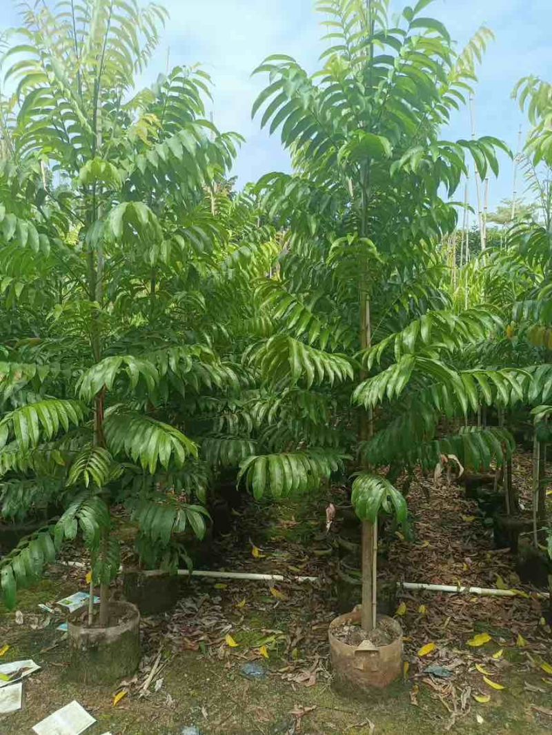 仁面子原生苗1-5分，基地直销，一手货源，大量低价出售