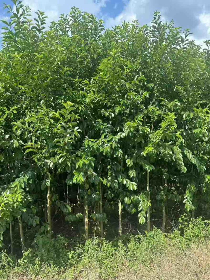 铁冬青原生苗1-5分，基地直销，一手货源，大量低价出售