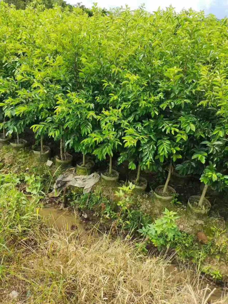 铁冬青原生苗1-5分，基地直销，一手货源，大量低价出售
