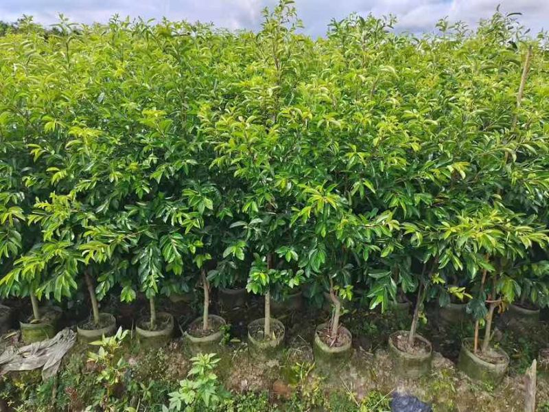 铁冬青原生苗1-5分，基地直销，一手货源，大量低价出售