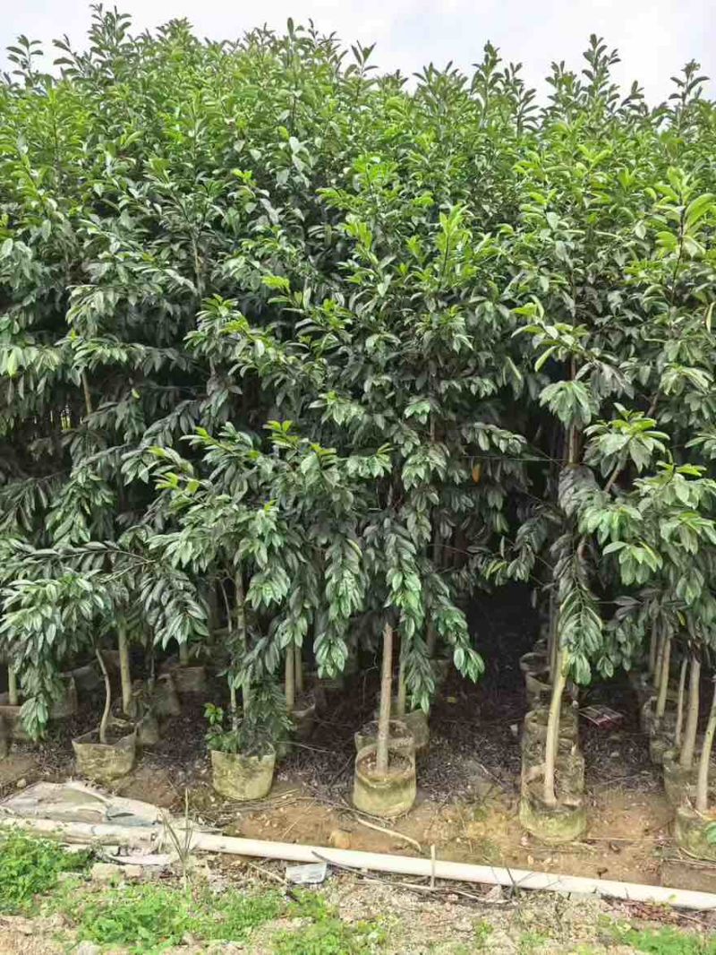 铁冬青原生苗1-5分，基地直销，一手货源，大量低价出售