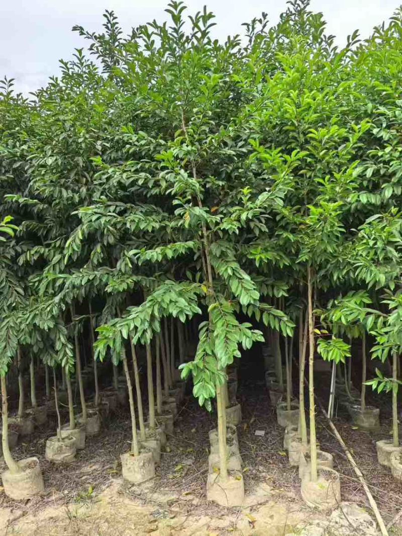 铁冬青原生苗1-5分，基地直销，一手货源，大量低价出售