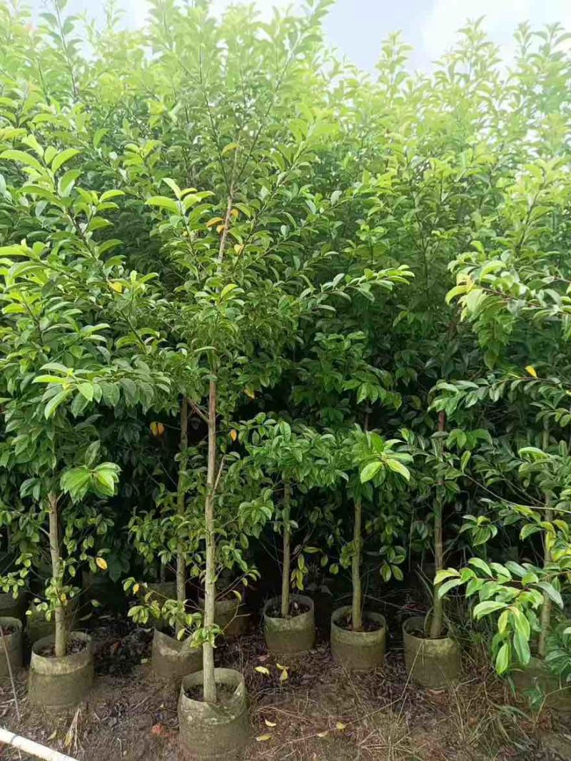 铁冬青原生苗1-5分，基地直销，一手货源，大量低价出售