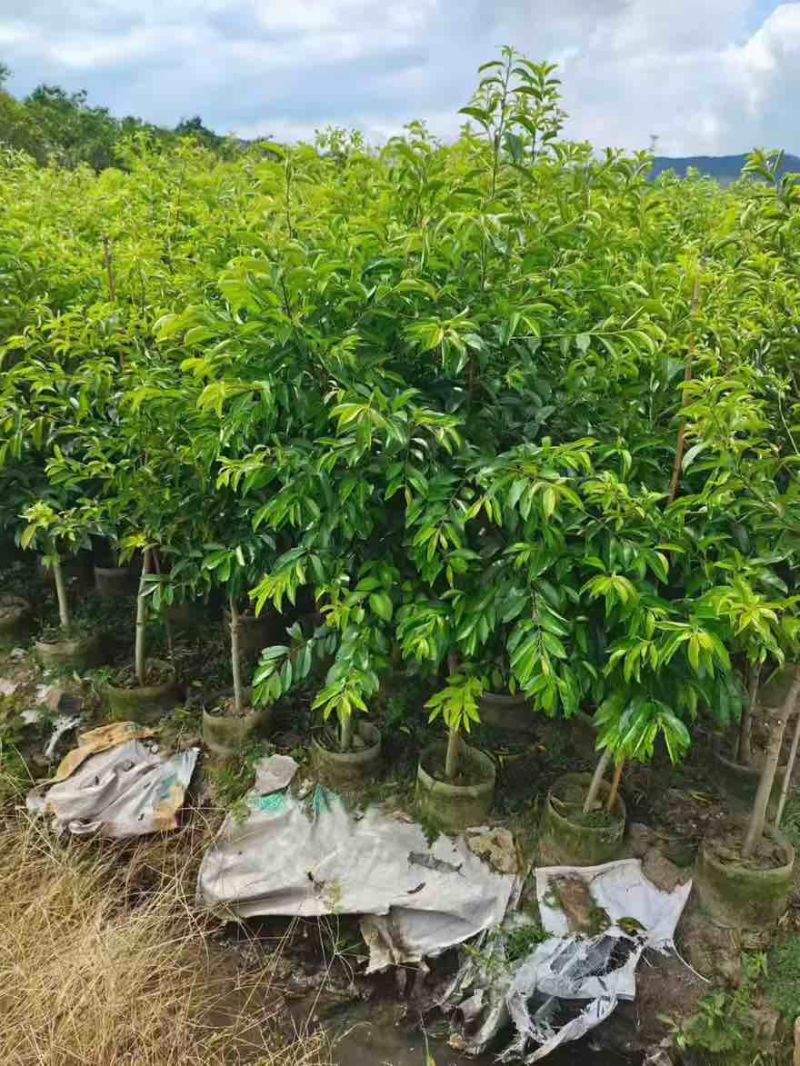 铁冬青原生苗1-5分，基地直销，一手货源，大量低价出售