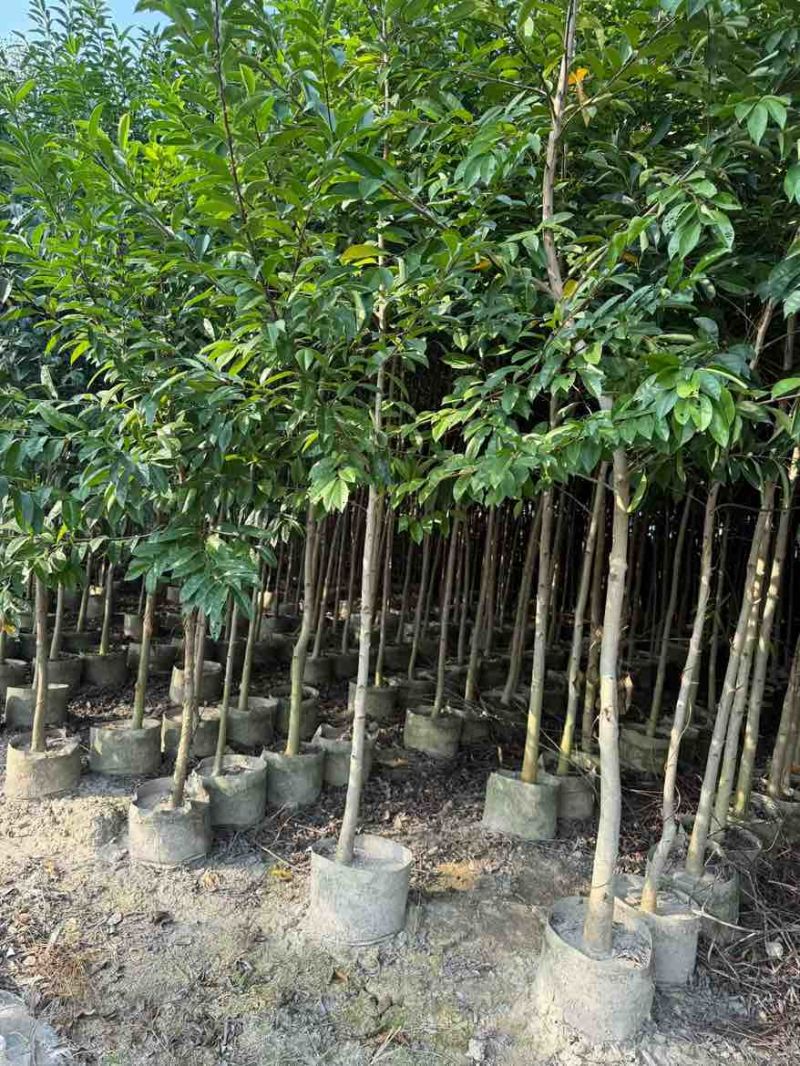 铁冬青原生苗1-5分，基地直销，一手货源，大量低价出售
