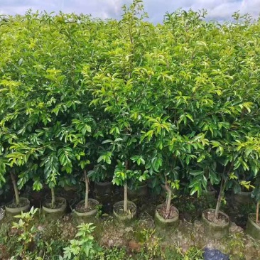 铁冬青原生苗1-5分，基地直销，一手货源，大量低价出售
