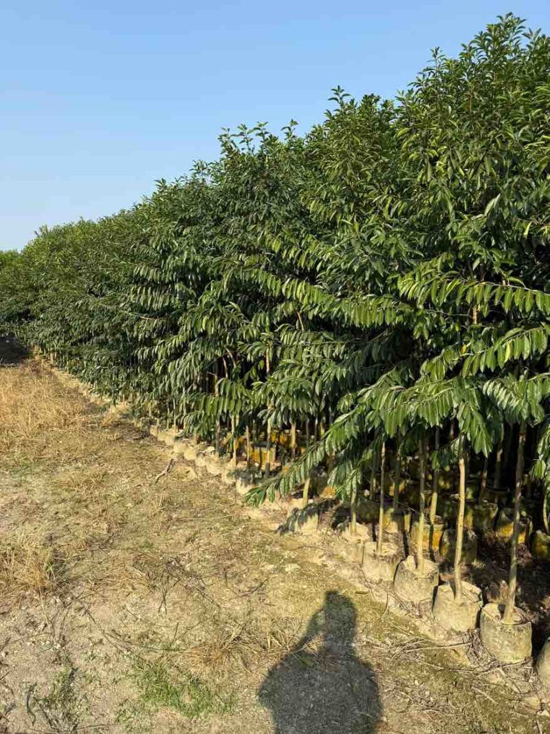 铁冬青原生苗1-5分，基地直销，一手货源，大量低价出售
