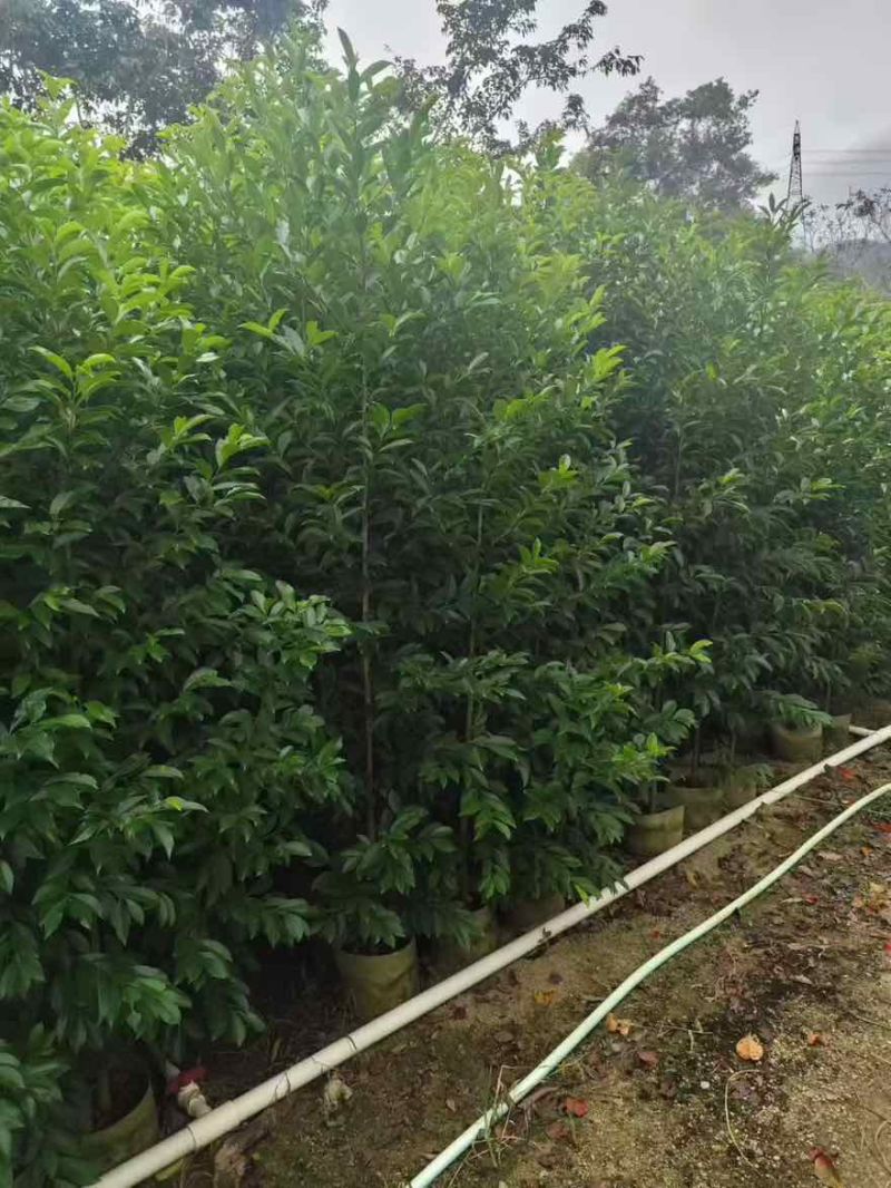 铁冬青原生苗1-5分，基地直销，一手货源，大量低价出售