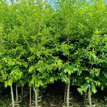 铁冬青原生苗1-5分，基地直销，一手货源，大量低价出售