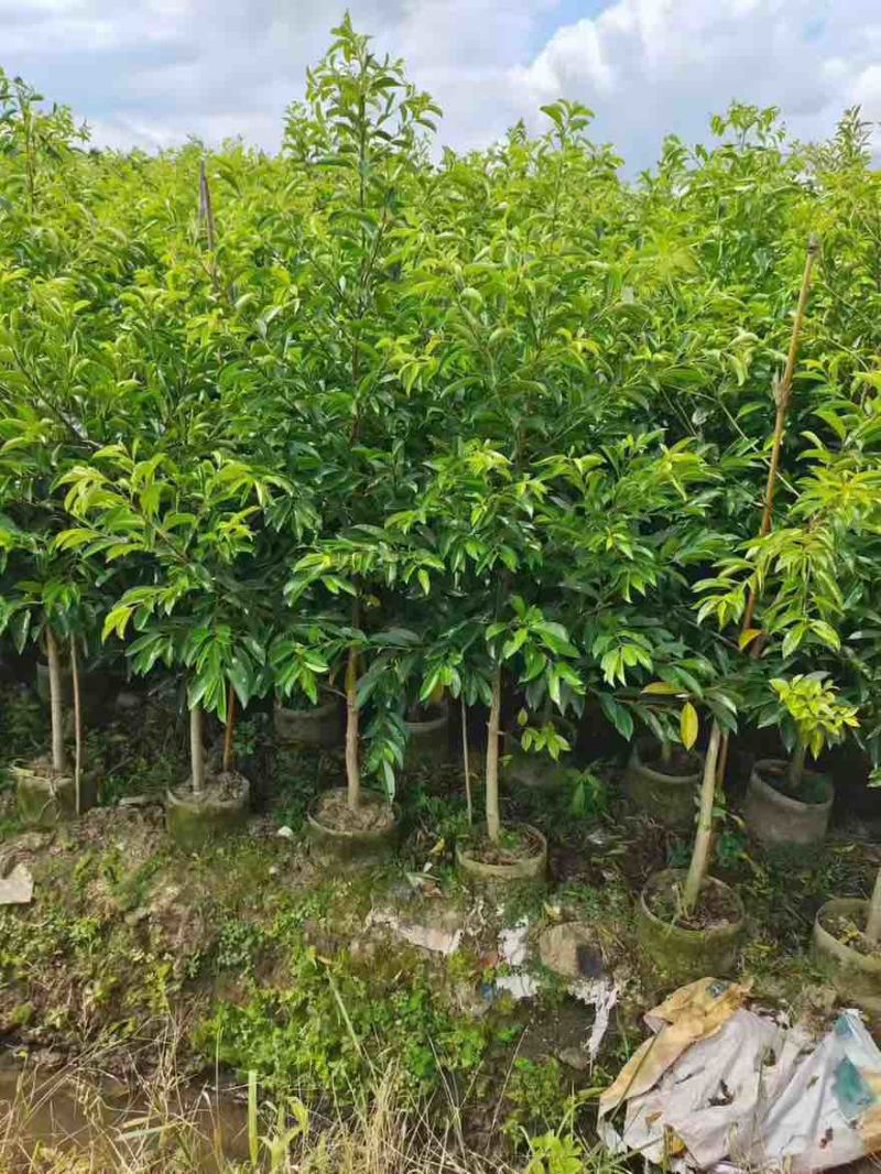 铁冬青原生苗1-5分，基地直销，一手货源，大量低价出售