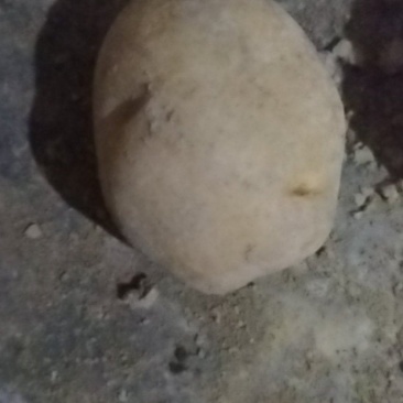 土豆