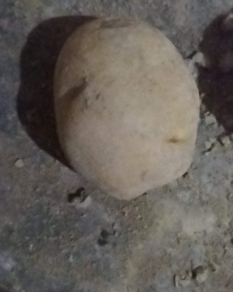 土豆