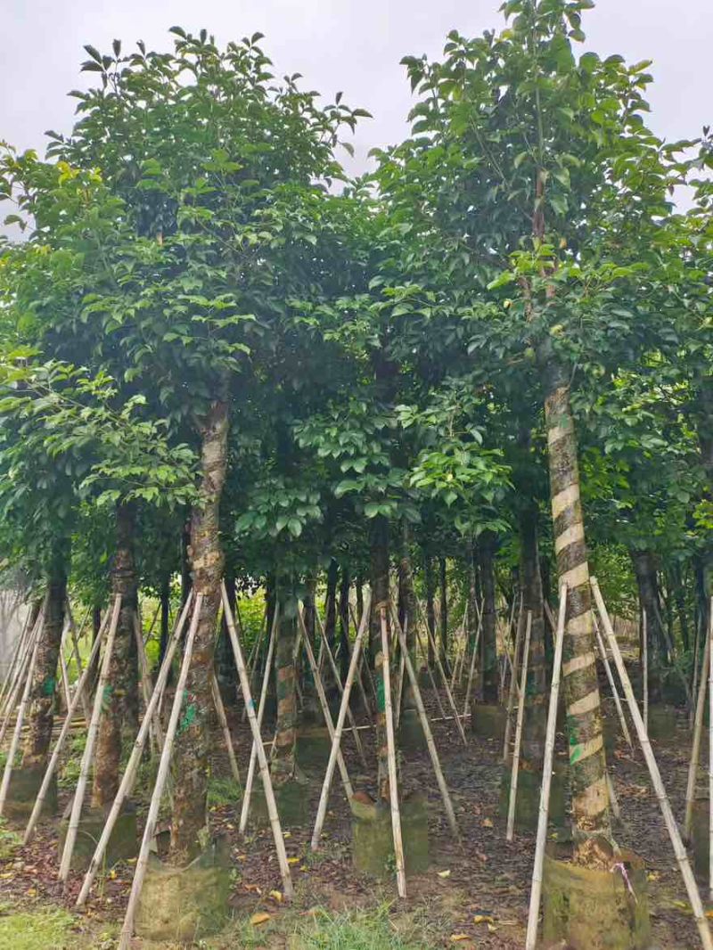 秋枫5-18分，基地直销，一手货源，大量低价出售，欢迎选购