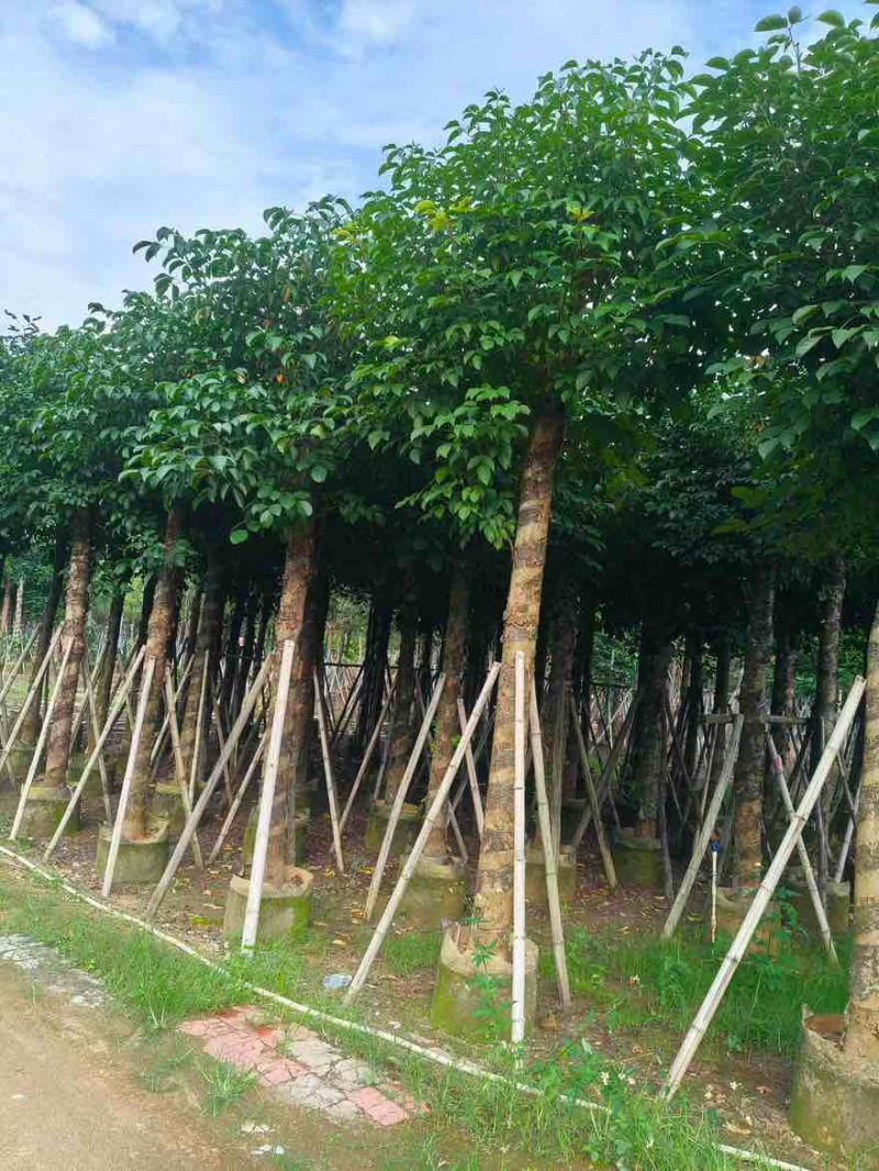 秋枫5-18分，基地直销，一手货源，大量低价出售，欢迎选购