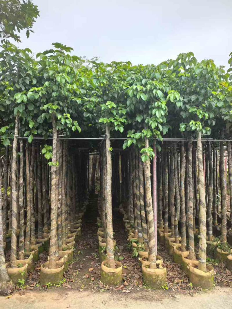 秋枫5-18分，基地直销，一手货源，大量低价出售，欢迎选购