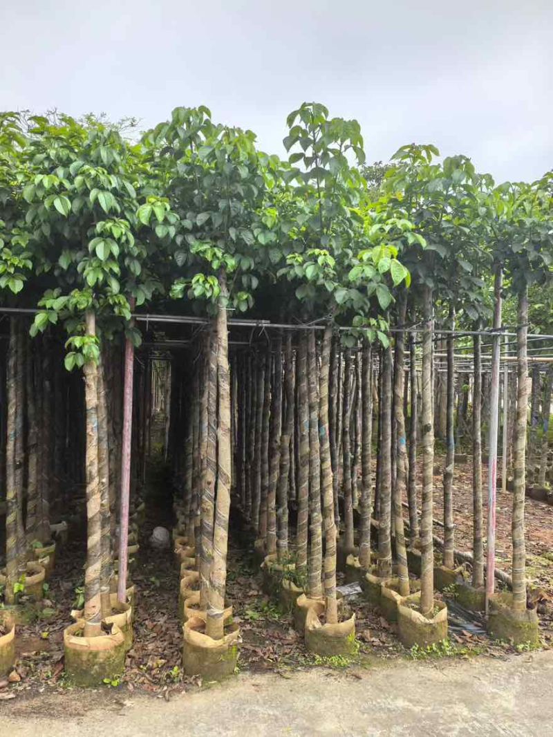 秋枫5-18分，基地直销，一手货源，大量低价出售，欢迎选购