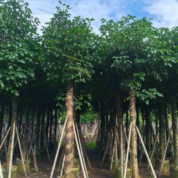 秋枫5-18分，基地直销，一手货源，大量低价出售，欢迎选购