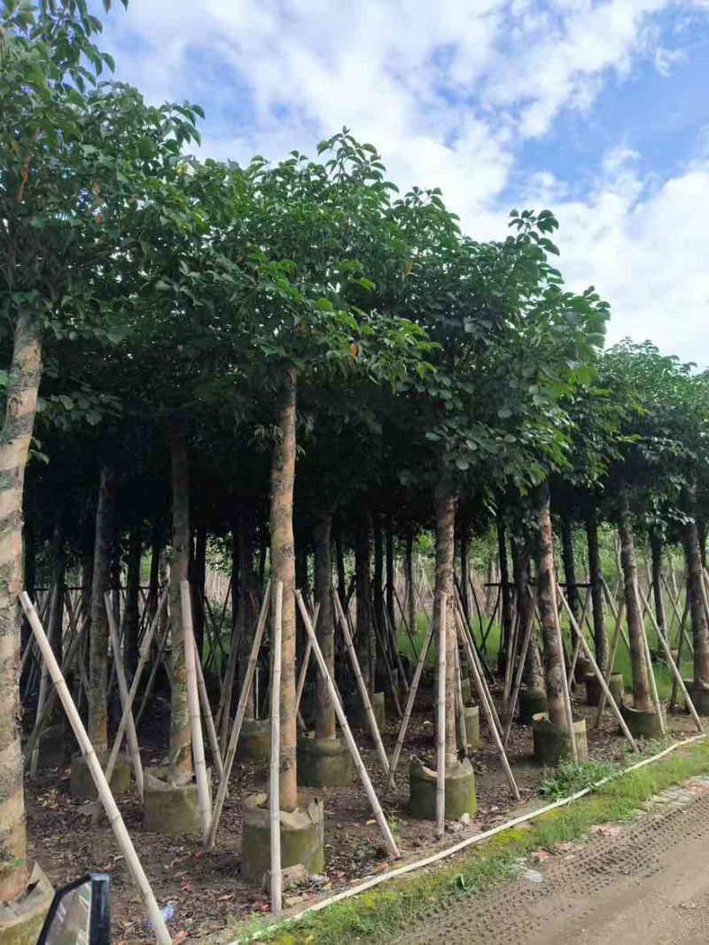 秋枫5-18分，基地直销，一手货源，大量低价出售，欢迎选购