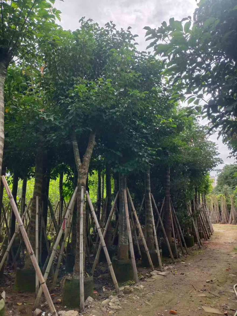 秋枫5-18分，基地直销，一手货源，大量低价出售，欢迎选购