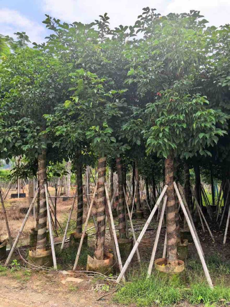 秋枫5-18分，基地直销，一手货源，大量低价出售，欢迎选购