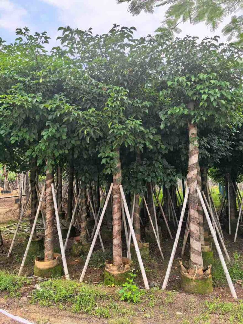 秋枫5-18分，基地直销，一手货源，大量低价出售，欢迎选购