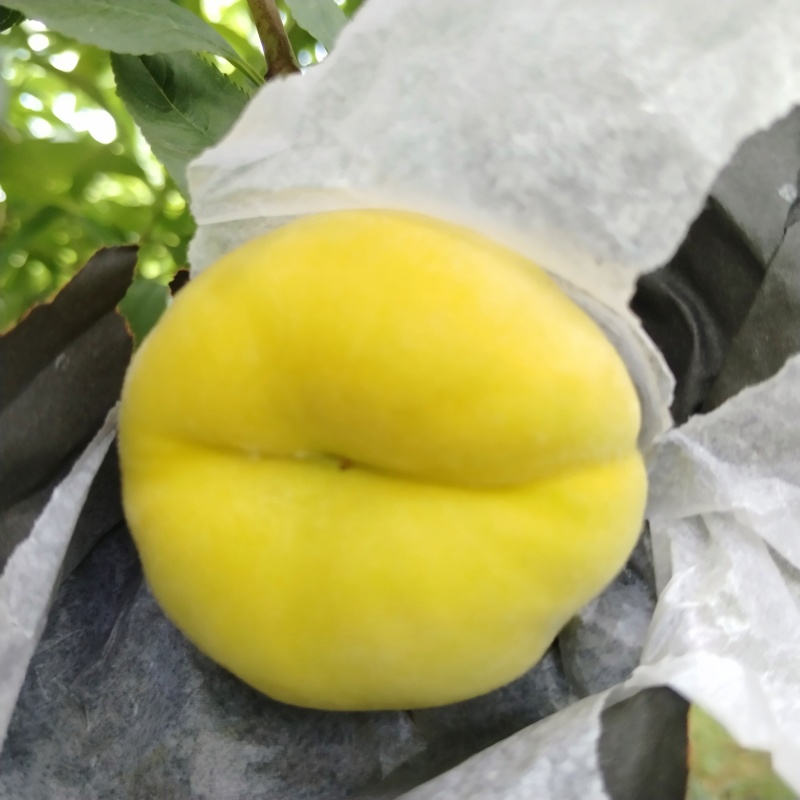 毛番桃
