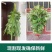 端午节挂门新鲜艾草香蒲菖蒲挂件整颗鲜艾草野生艾叶艾蒿窗户挂饰