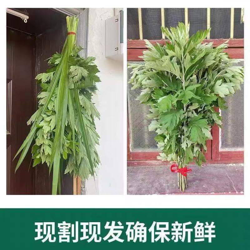 端午节挂门新鲜艾草香蒲菖蒲挂件整颗鲜艾草野生艾叶艾蒿窗户挂饰