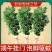 端午节挂门新鲜艾草香蒲菖蒲挂件整颗鲜艾草野生艾叶艾蒿窗户挂饰
