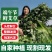 端午节挂门新鲜艾草香蒲菖蒲挂件整颗鲜艾草野生艾叶艾蒿窗户挂饰