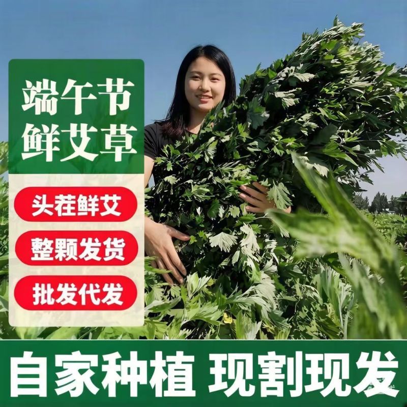 端午节挂门新鲜艾草香蒲菖蒲挂件整颗鲜艾草野生艾叶艾蒿窗户挂饰