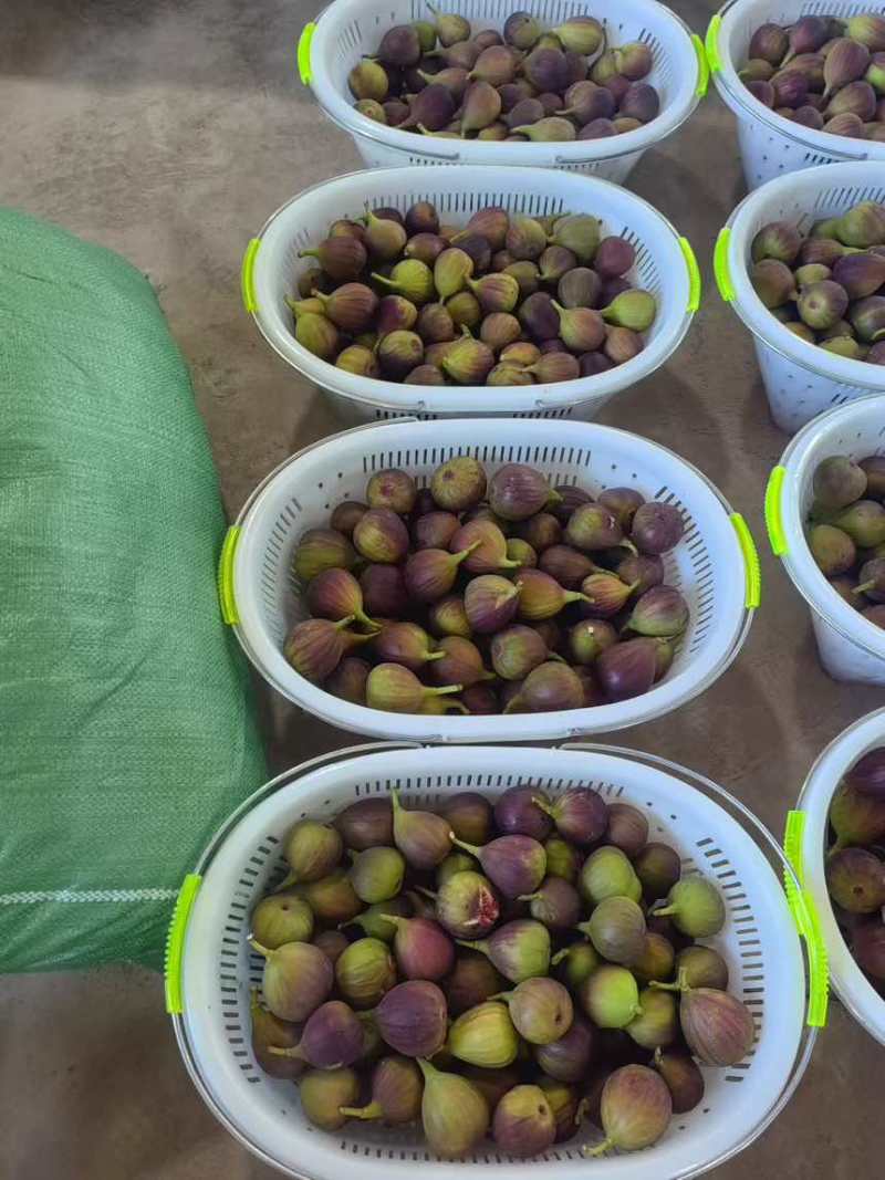 电商代发，无花果，百香果