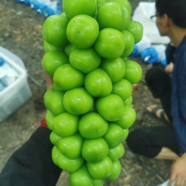 四川西昌阳光玫瑰，克伦生，蓝宝石