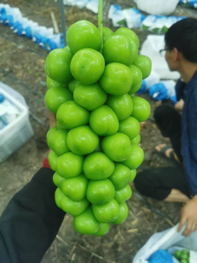 四川西昌阳光玫瑰，克伦生，蓝宝石