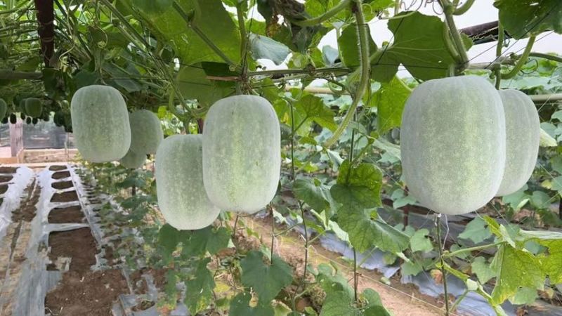 河南中牟水果冬瓜212