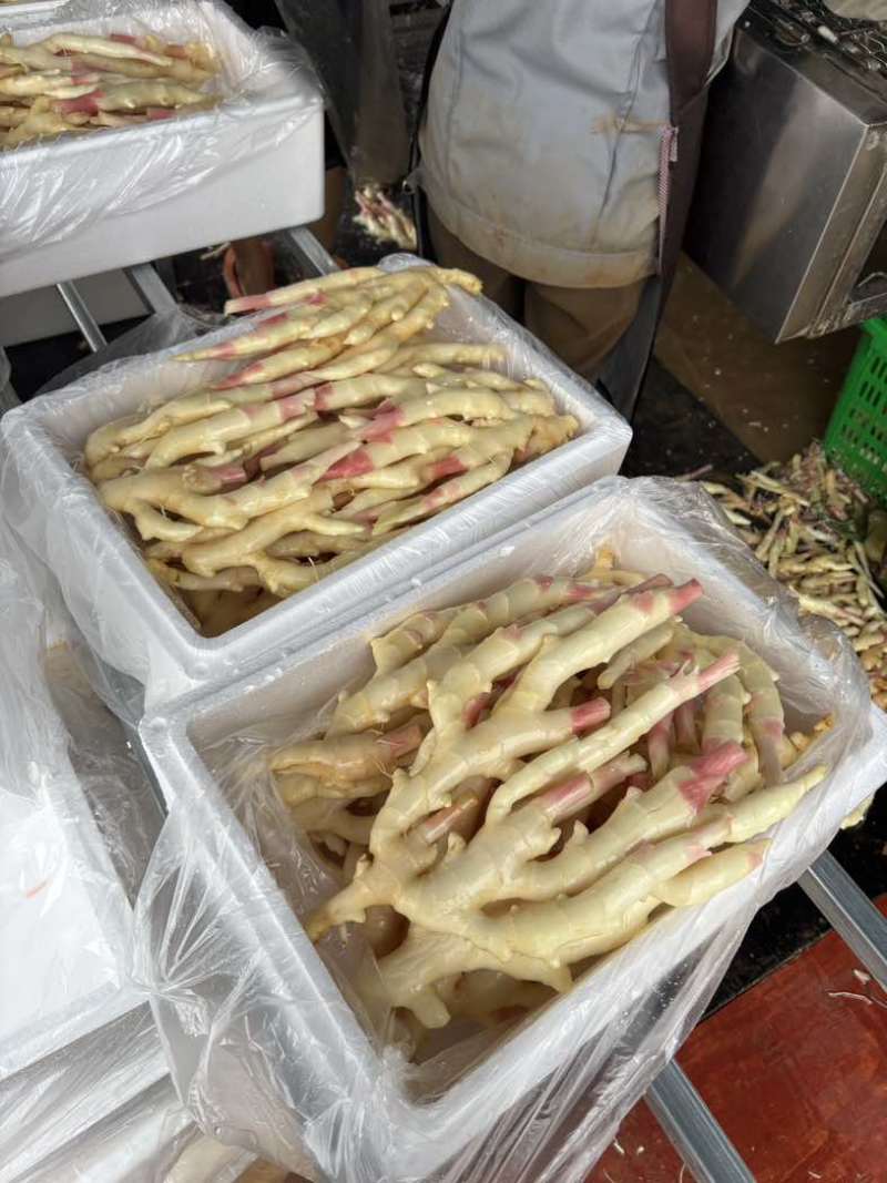 急售广西南宁本地红芽子姜（水洗，带泥）新鲜上市#生姜产地直供