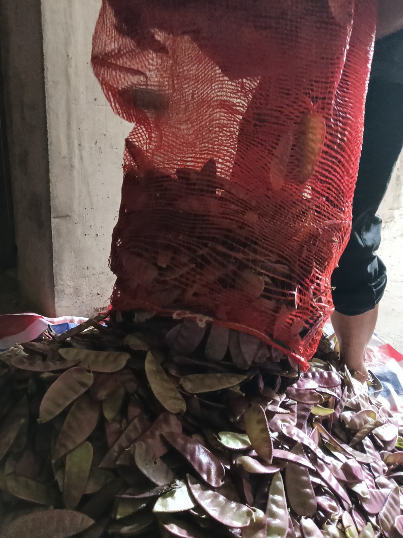 广西红扁豆