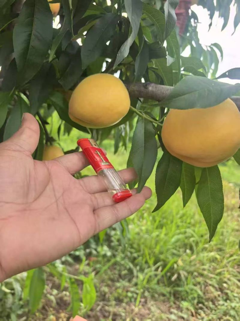 黄桃