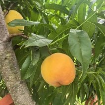 黄桃