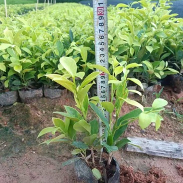 黄金榕20-150高，各种规格，基地直销，一手货源，大量出售