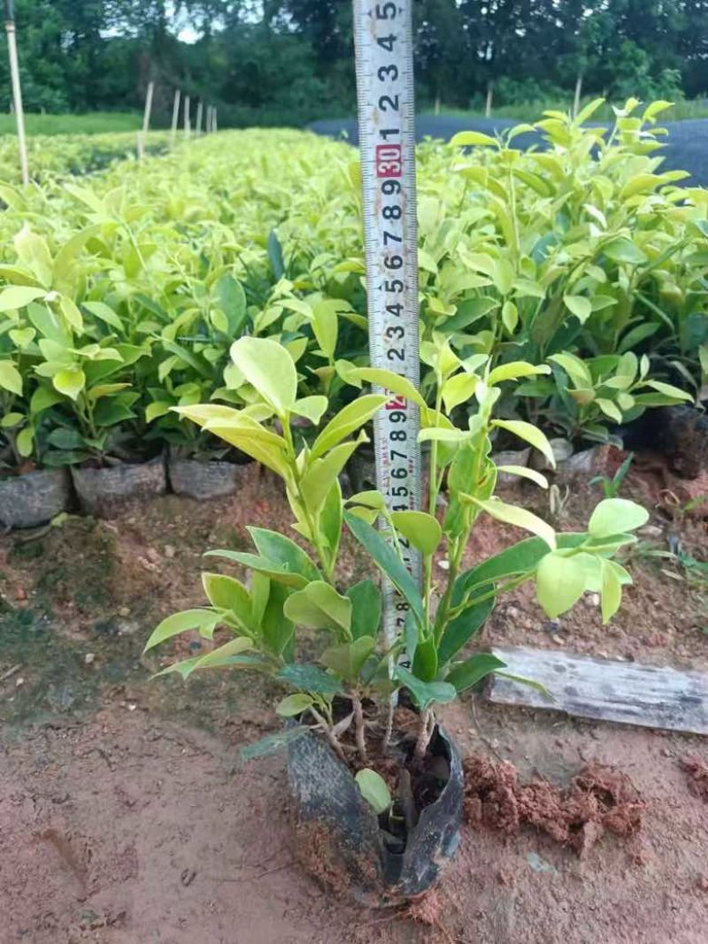 黄金榕20-150高，各种规格，基地直销，一手货源，大量出售