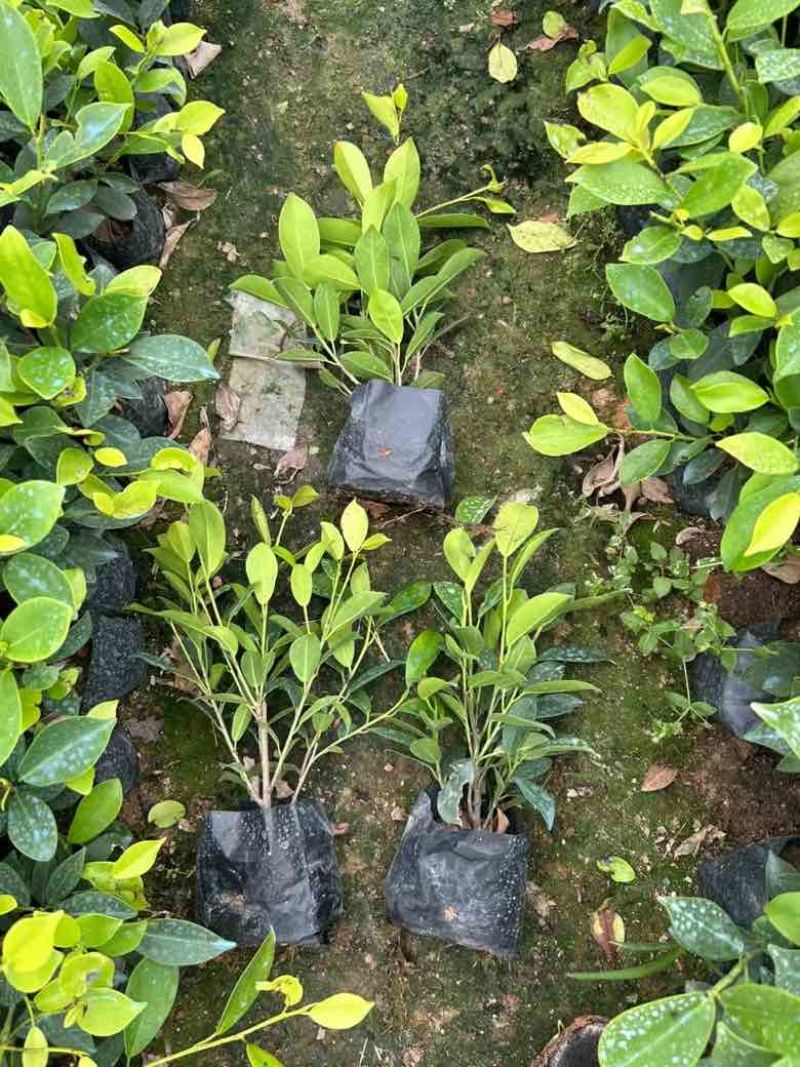 黄金榕20-150高，各种规格，基地直销，一手货源，大量出售