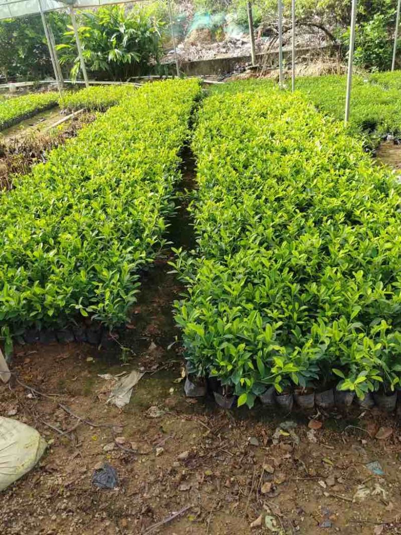 黄金榕20-150高，各种规格，基地直销，一手货源，大量出售
