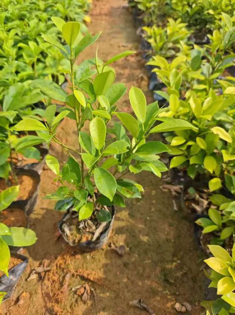 黄金榕20-150高，各种规格，基地直销，一手货源，大量出售