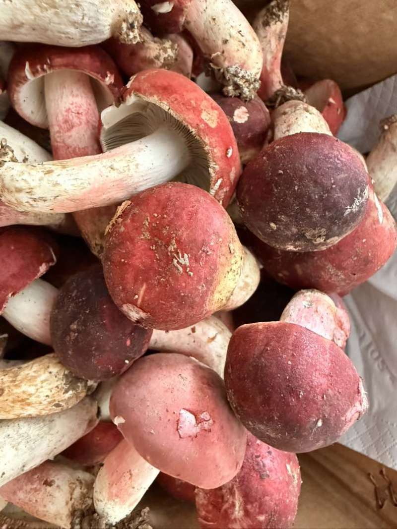 云南文山本地精品野生红菇，新鲜货。