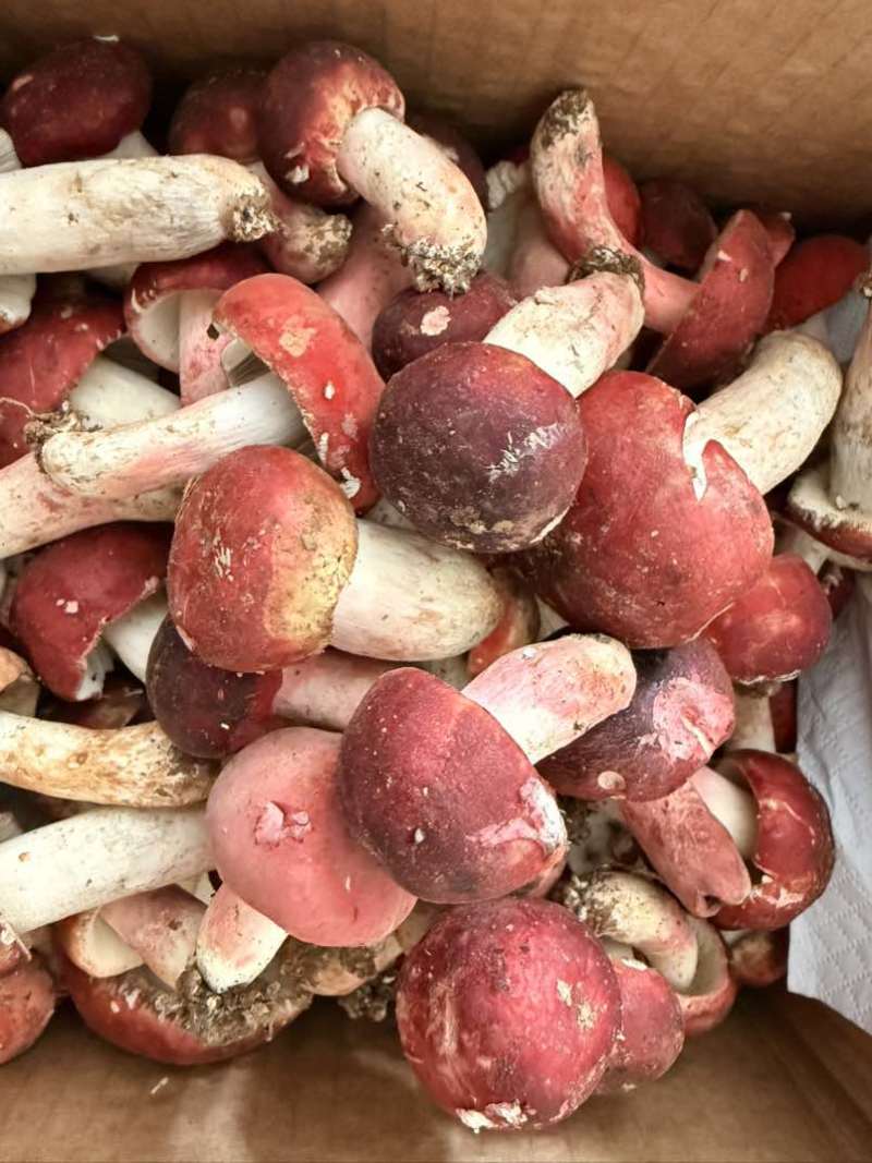 云南文山本地精品野生红菇，新鲜货。