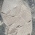 小麦次粉