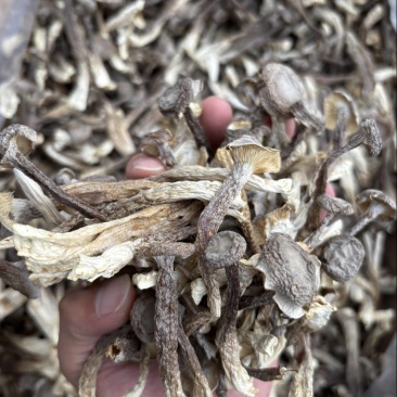精选！鹿茸菇干菇A级，全A货！货源充足！有意私聊