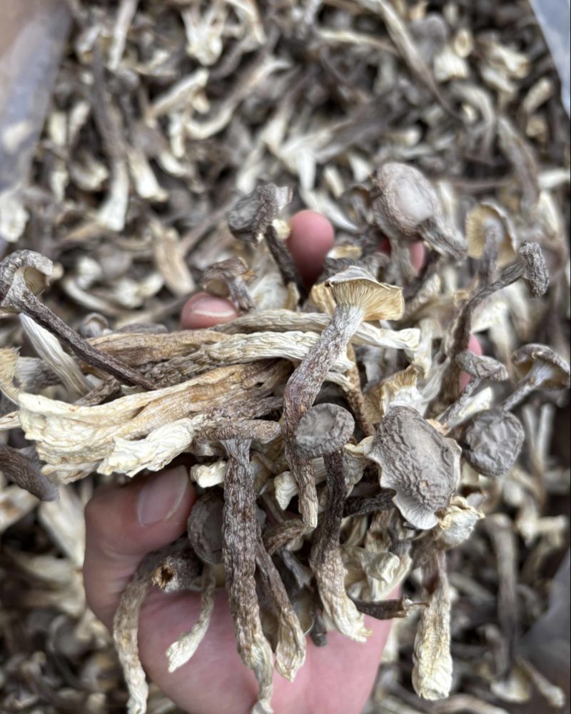 精选！鹿茸菇干菇A级，全A货！货源充足！有意私聊