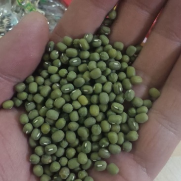 绿豆毛绿豆一件代发